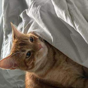 Lost Cat Rye
