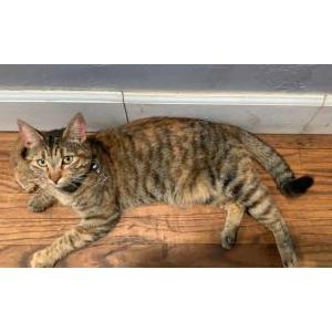 Image of Kitty Cat, Lost Cat