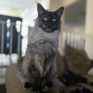 Lost 2 Oreo (California)