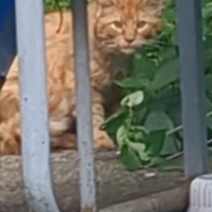 Image of Unknown, Found Cat