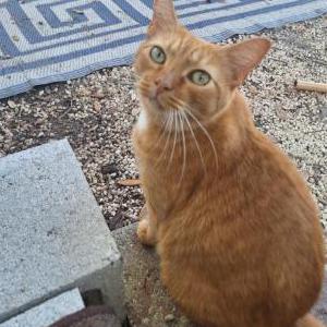 Image of Whiskers, Lost Cat