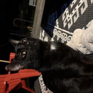 Image of Unknown, Found Cat