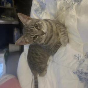 Image of Mustard, Lost Cat