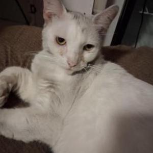Image of Boo, Lost Cat