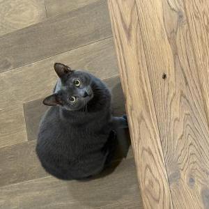 Image of Melon, Lost Cat