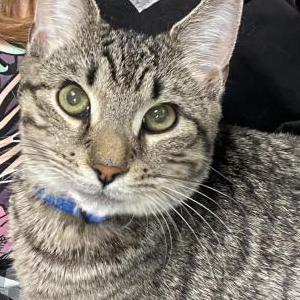 Image of Stitch, Lost Cat
