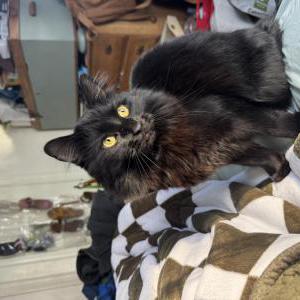 Image of Oliver, Lost Cat