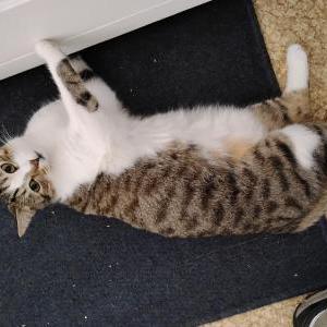 Image of Jackson, Lost Cat