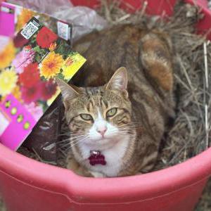 Lost 2 Tasha (Massachusetts)