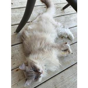 Image of Widget, Lost Cat