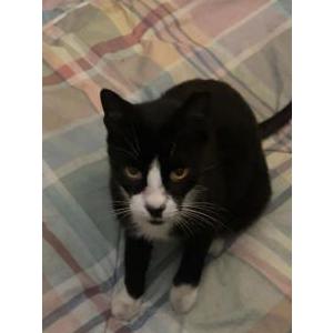 Image of Toffee, Lost Cat