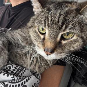 Image of Tiger, Found Cat