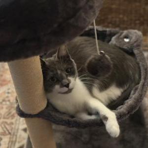 Lost 2 Cleo (North Carolina)