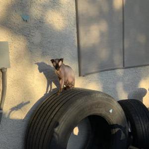 Lost Cat Ace