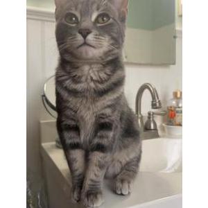 Image of Octavia, Lost Cat