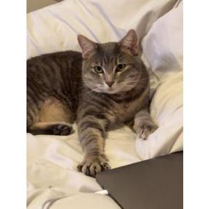 Lost Cat ash