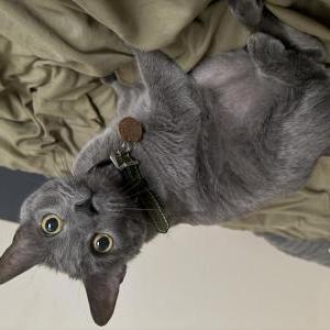 Image of Felicity, Lost Cat