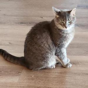 Image of Dina, Lost Cat