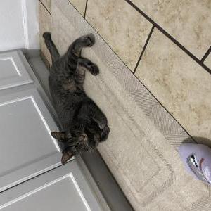 Lost Cat Yoda