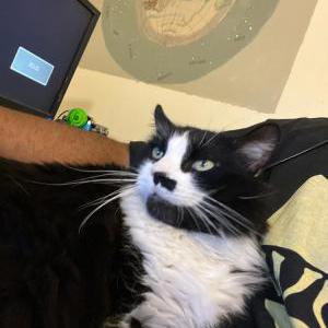 Lost Cat Jane