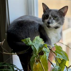 Image of Ferb, Lost Cat
