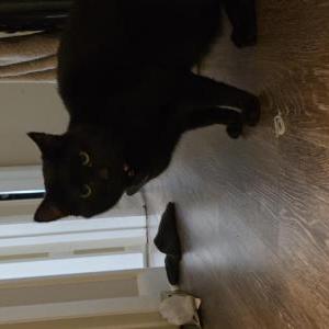 Image of Munchkin, Lost Cat