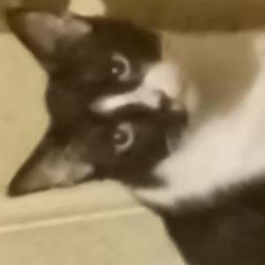 Image of Prince, Lost Cat