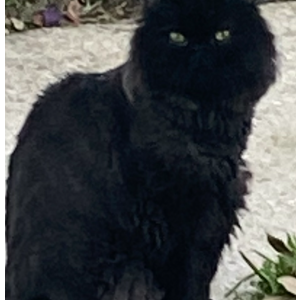 Image of Chewy, Lost Cat