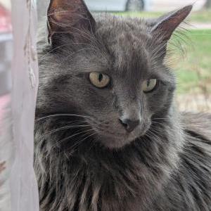Image of Nia, Lost Cat