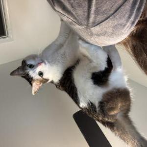 Image of Athena (Kitty), Lost Cat