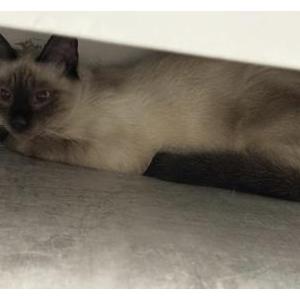 Found Cat Unknown