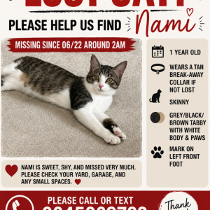 Image of Nami, Lost Cat