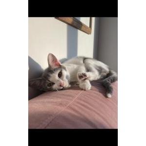 Lost Cat Honey
