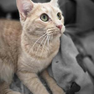 Image of Izzy, Lost Cat
