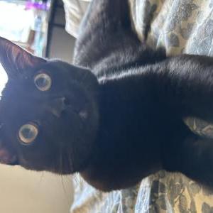Image of Kaz, Lost Cat