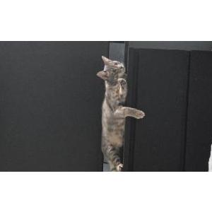 Image of Char, Lost Cat