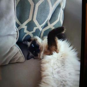 Image of Rosalina, Lost Cat