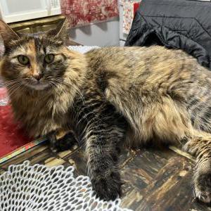 Image of Ziggy, Lost Cat