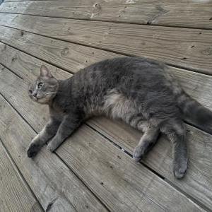 Lost Cat Izzy
