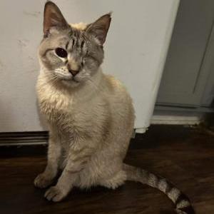 Lost 2 Olive (Texas)