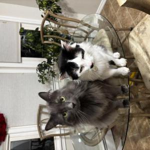Image of Frank, Lost Cat