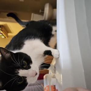 Image of Lovey, Lost Cat