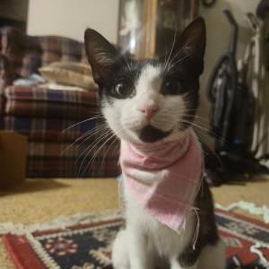 Image of tuxedo female, Found Cat