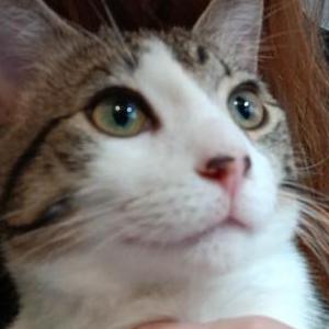 Image of Pepe, Lost Cat
