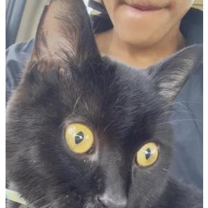 Image of thunder, Lost Cat