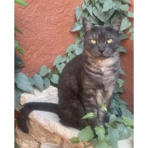 Lost 2 Silas (Florida)