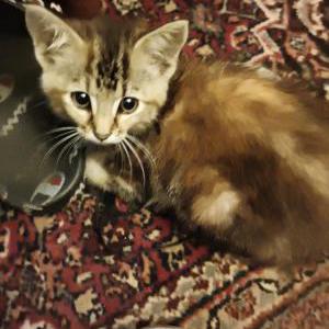 Image of Minnie, Lost Cat