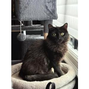 Lost 2 Lain (NJ)