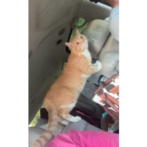 Image of Birthday, Lost Cat