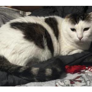 Image of Roma, Lost Cat